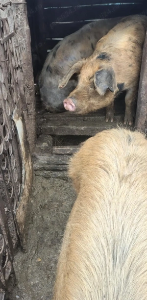 Porc de vânzare crescut la țară 90 kg - imagine 2