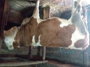 Vand vaca de 4 ani gestantă - imagine 2