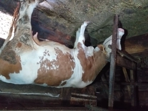 Vand vaca de 4 ani gestantă - imagine 5