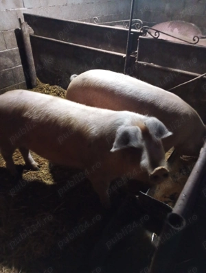 Porci de casa duroc și marele alb - imagine 4