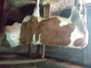 Vand vaca de 4 ani gestantă - imagine 3