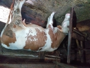 Vand vaca de 4 ani gestantă - imagine 4