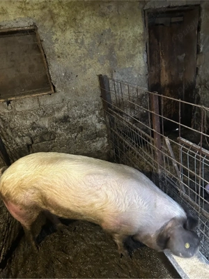 vand scroafa  - imagine 3