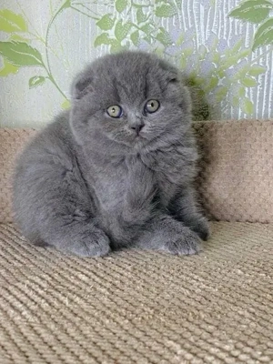 Scottish Fold blue 