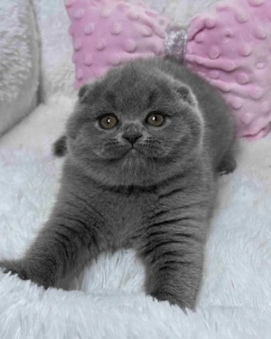 Scottish Fold blue  - imagine 3