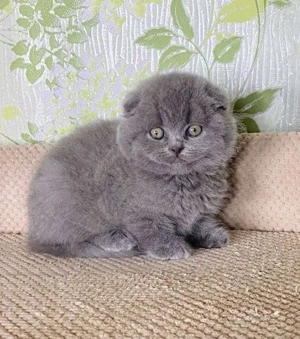 Scottish Fold blue  - imagine 2