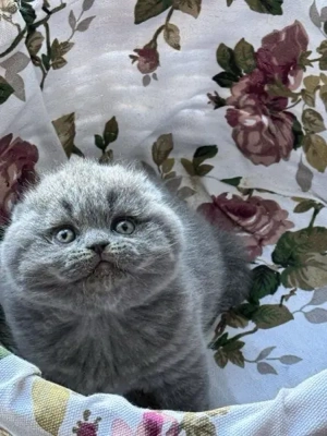 Scottish Fold puiuti  - imagine 2