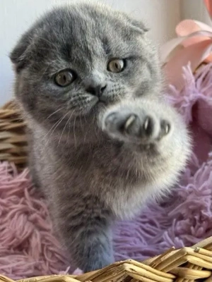 Scottish Fold puiuti  - imagine 3