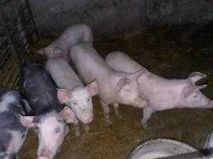 Purcei de vânzare  - imagine 2