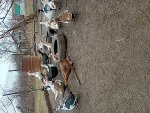 Rate mute tinere de vânzare 100lei - imagine 2