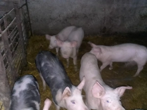 Purcei de vânzare  - imagine 3