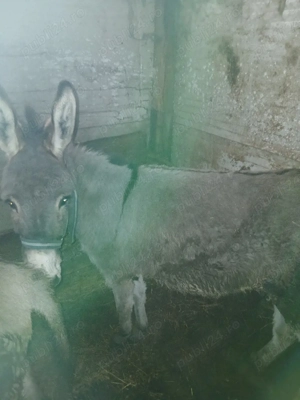 Vand magarite - imagine 2