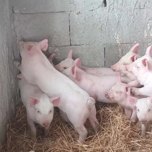 purcei de 7 săptămâni  - imagine 2