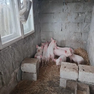 purcei de 7 săptămâni  - imagine 4