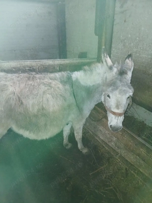 Vand magarite - imagine 3