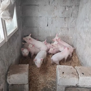 purcei de 7 săptămâni  - imagine 3