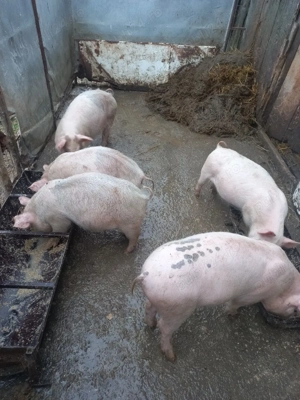 purcei de vînzare - imagine 4