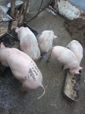 purcei de vînzare - imagine 5