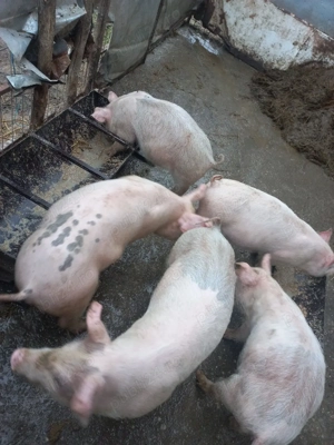 purcei de vînzare - imagine 2