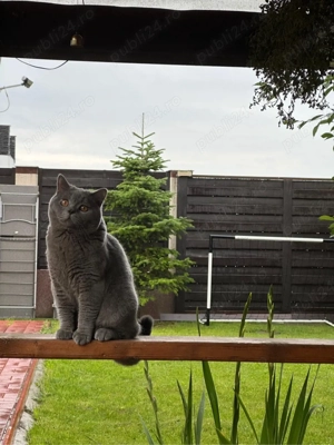 Casa individuala 4 camere - imagine 18