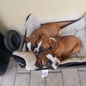  Căței Boxer German - imagine 4