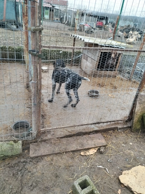 Se oferă brac german  - imagine 2