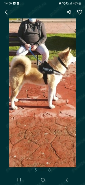Vand catelusi si cateluse Akita Inu exemplare superbe dețin ambii părinți merita văzuți  - imagine 2