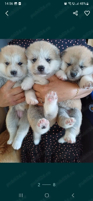 Vand catelusi si cateluse Akita Inu exemplare superbe dețin ambii părinți merita văzuți  - imagine 3
