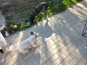 Se oferă brac german  - imagine 3