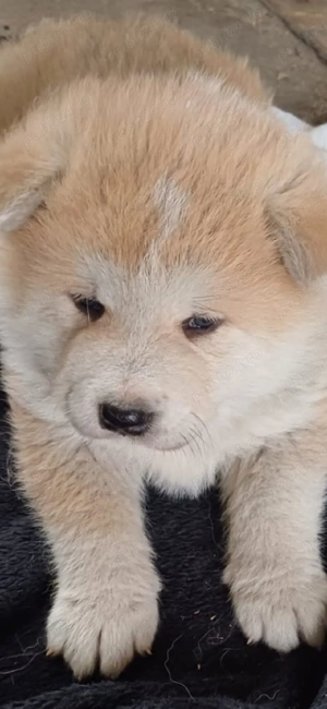 Vand catelusi si cateluse Akita Inu exemplare superbe dețin ambii părinți merita văzuți  - imagine 5