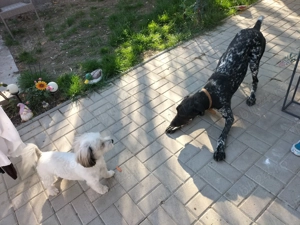 Se oferă brac german  - imagine 4