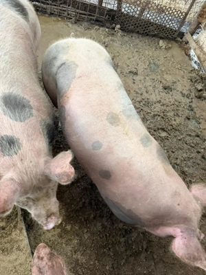 Vând porci in jur de 150kg - imagine 3