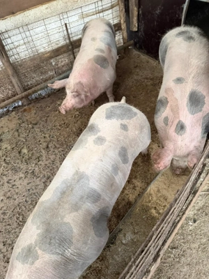 Vând porci in jur de 150kg - imagine 5