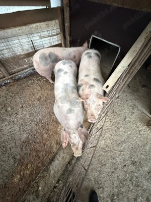 Vând porci in jur de 150kg - imagine 4