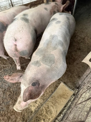 Vând porci in jur de 150kg - imagine 2