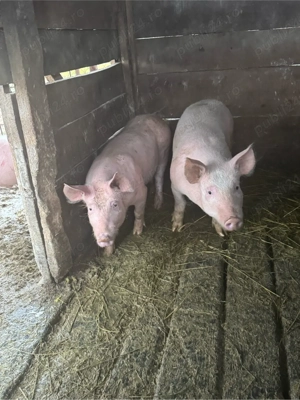 vând purcei - imagine 3