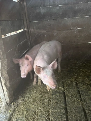 vând purcei - imagine 5