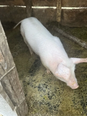 vând purcei - imagine 4