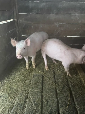 vând purcei - imagine 2