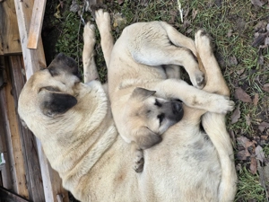 Pui kangal (Tata peste 95kg)