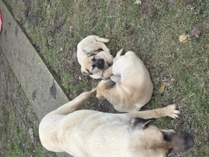 Pui kangal (Tata peste 95kg) - imagine 4