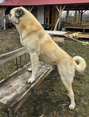 Pui kangal (Tata peste 95kg) - imagine 2