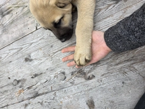 Pui kangal (Tata peste 95kg) - imagine 5