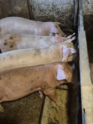 Purcei și grăsuni  - imagine 2