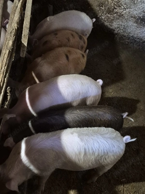 Purcei și grăsuni  - imagine 3