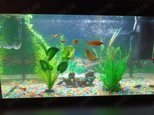 Cadonez peștii urgent  . Galați 