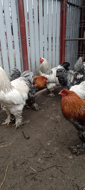 Vind Cocoși Brahma  - imagine 4