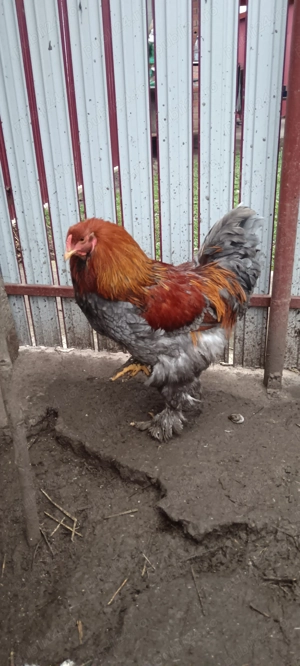 Vind Cocoși Brahma  - imagine 2