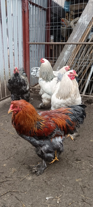 Vind Cocoși Brahma  - imagine 5