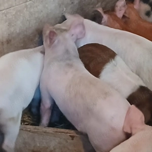 purcei 9 saptamani  - imagine 2